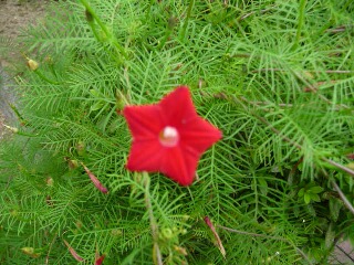 e0046477_19125052.jpg