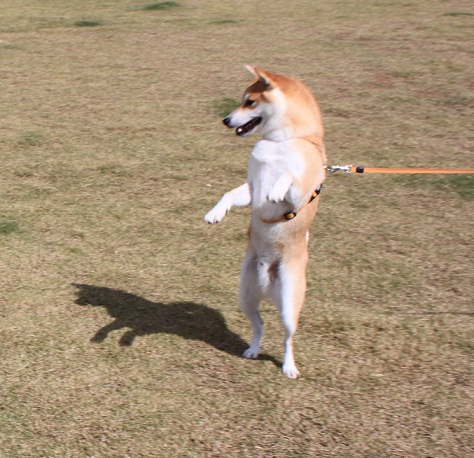 二足歩行犬 ふぶきのあしあと