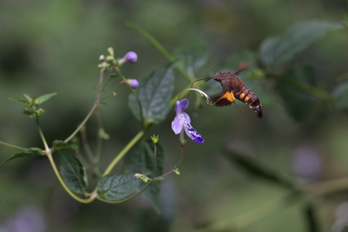 ホシホウジャク 星蜂雀蛾 ハチドリの如く 身近な自然を撮る