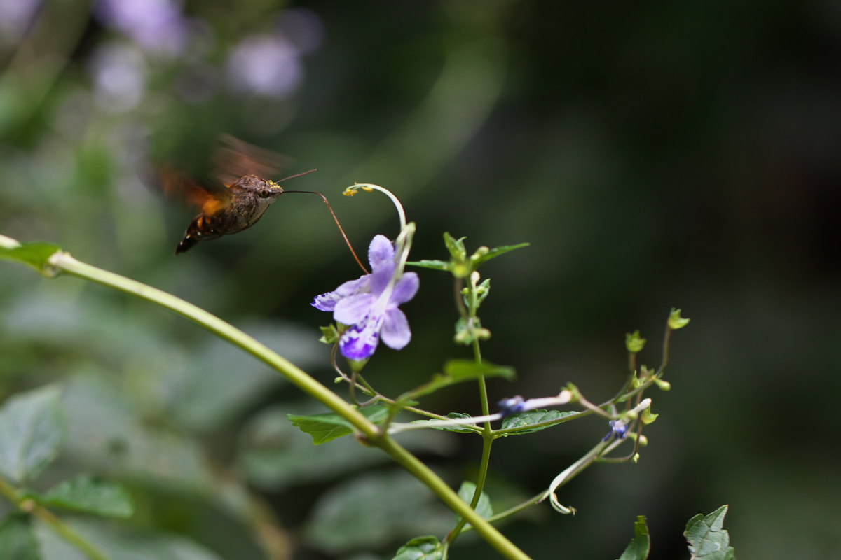 ホシホウジャク 星蜂雀蛾 ハチドリの如く 身近な自然を撮る