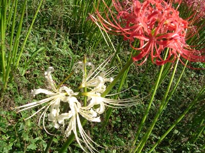 曼珠沙華で有名な巾着田に行ってきました。_e0224990_1041269.jpg