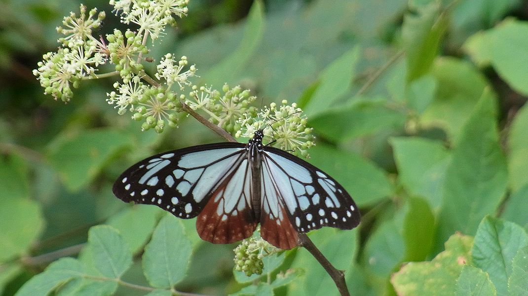 a0152692_21273358.jpg