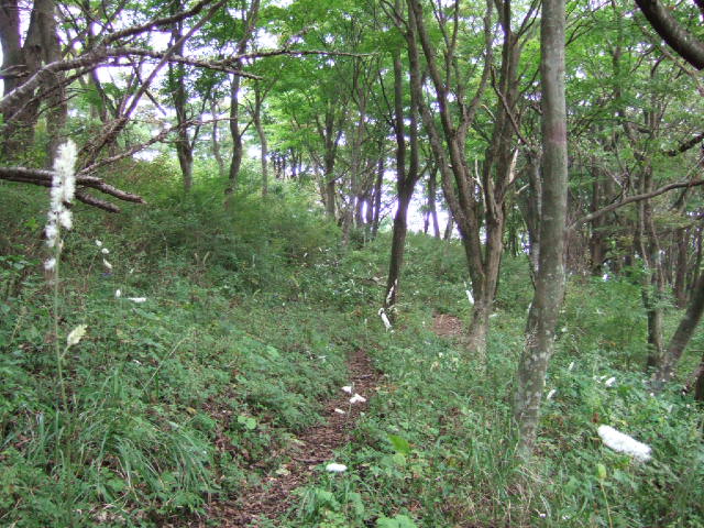 箱根金時山の花 vol.73_e0024094_12332329.jpg