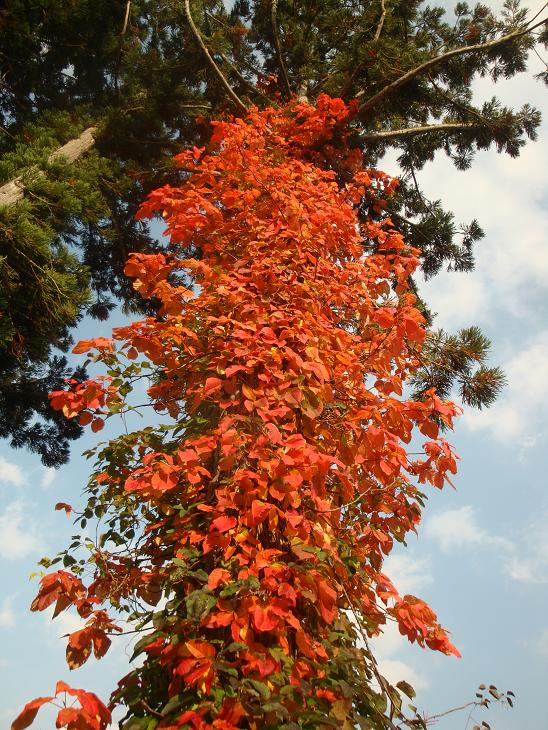 月山の途中まで　紅葉狩り_f0075595_0342564.jpg