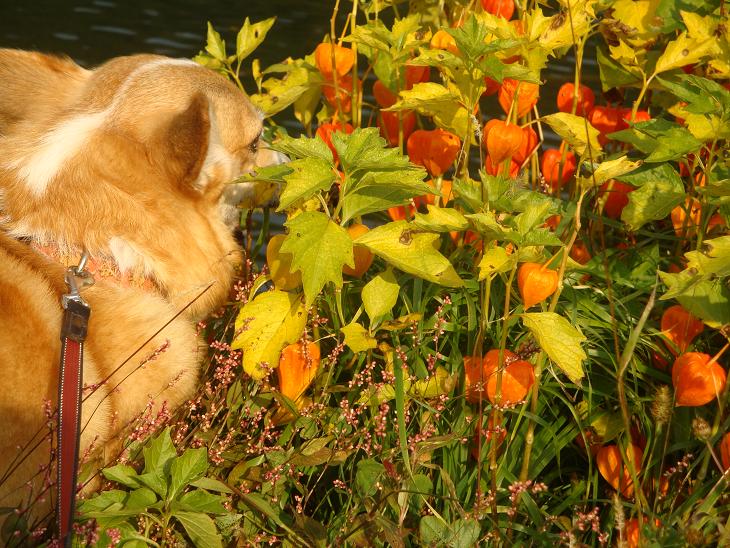 月山の途中まで　紅葉狩り_f0075595_0344024.jpg