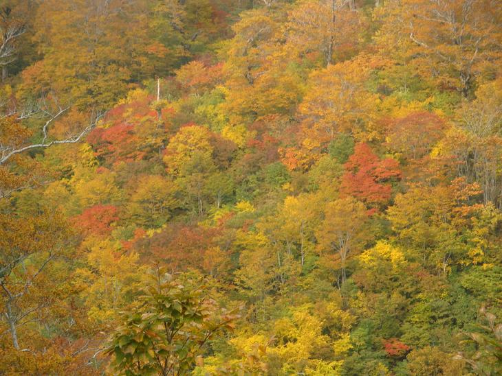 月山の途中まで　紅葉狩り_f0075595_0393434.jpg