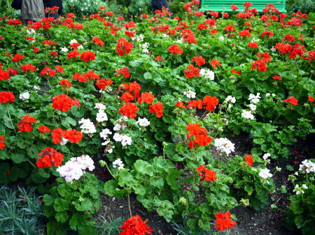 c0090198_4463074.jpg