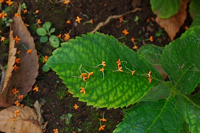 c0156908_514053.jpg