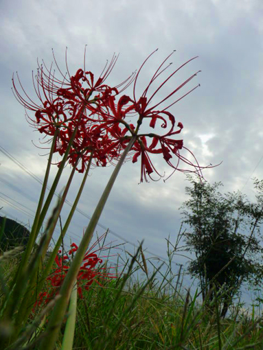 d0088611_1183913.jpg