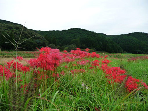 d0088611_120231.jpg