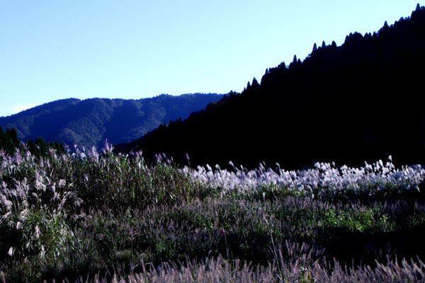 朽木の生杉 秋景色_e0048413_21263848.jpg