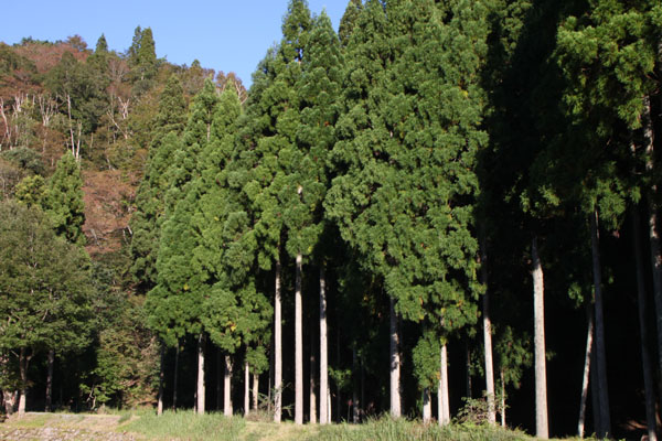 朽木の生杉 秋景色_e0048413_21274889.jpg