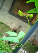a0043520_21151376.jpg