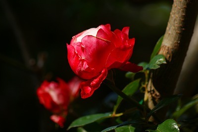 f0170524_1202787.jpg