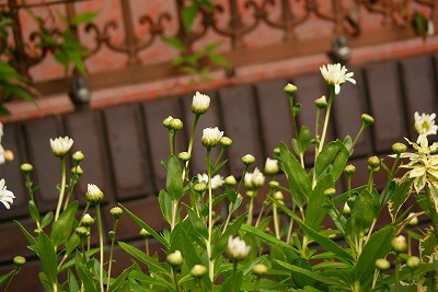f0170524_1265095.jpg
