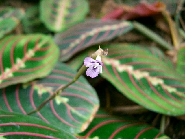 紅紋様蕉 ベニモンヨウショウ 花の仲間調べ