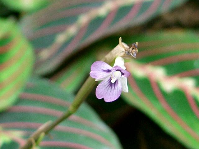 紅紋様蕉 ベニモンヨウショウ 花の仲間調べ