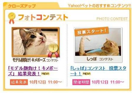 Yahoo!ペット第2回｢モデル顔負け!キメポーズ｣フォトコンテスト第1位猫 ぽー編。_a0143140_2348427.jpg