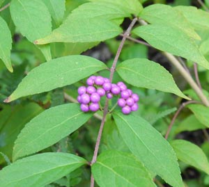 e0098256_9172585.jpg