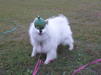 e0176159_15331345.gif