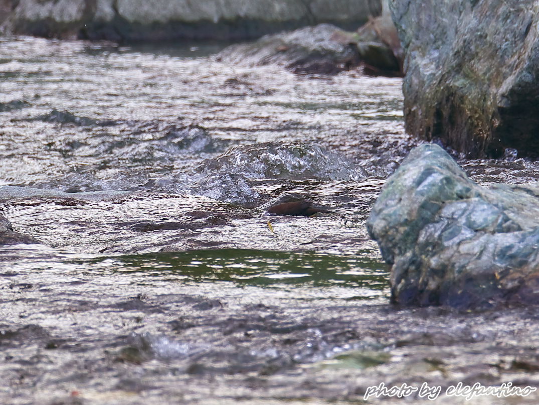 連休中に出逢った野鳥たち　カワガラス_b0123663_21404396.jpg