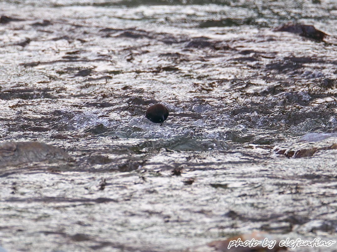 連休中に出逢った野鳥たち　カワガラス_b0123663_21413064.jpg