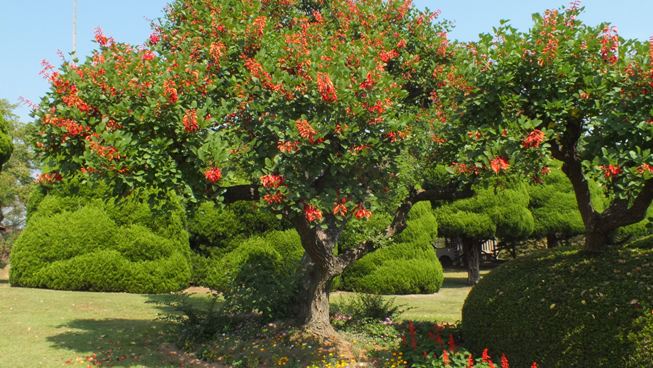 海紅豆の花（アメリカディゴ）_b0214473_17441149.jpg