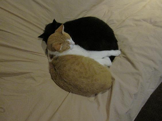 猫と柿サラダ_b0019674_24032.jpg