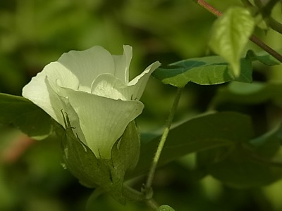 c0209377_22583092.jpg