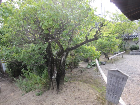 奈良へと出向きました。其の弐（垂仁天皇陵と喜光寺と菅原神社と、月見の宴。）_f0203477_17203259.jpg