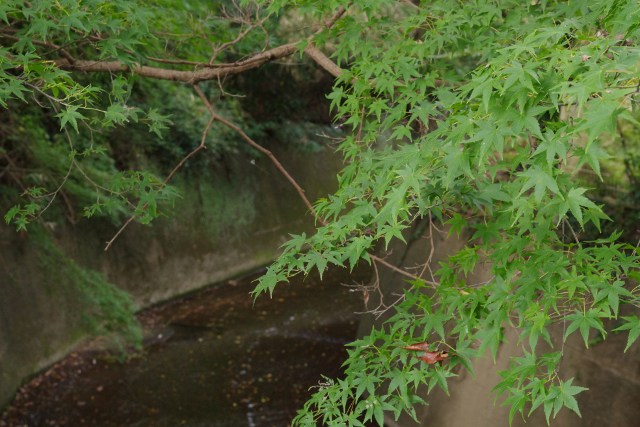 a0189883_22591195.jpg