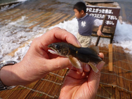 那珂川で落ち鮎を食べる_d0177283_14471949.jpg