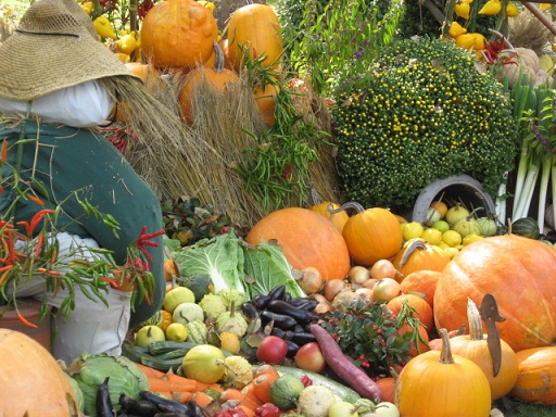 Pumpkins_b0209886_18131718.jpg