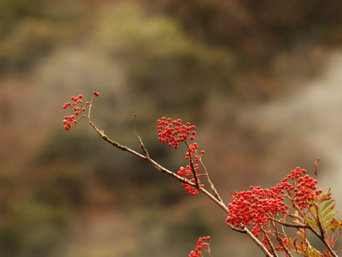 紅葉には早いが、秋の箱根　　　_e0242086_20311.jpg