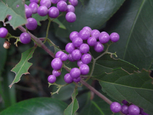 c0132387_0245930.jpg