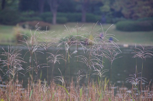 昭和記念公園_b0151390_001192.jpg