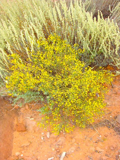 e0161692_2343315.jpg