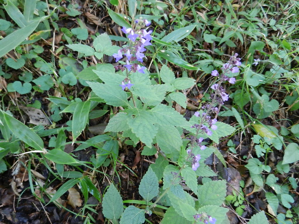 箱根金時山の花 vol.73_e0024094_946362.jpg