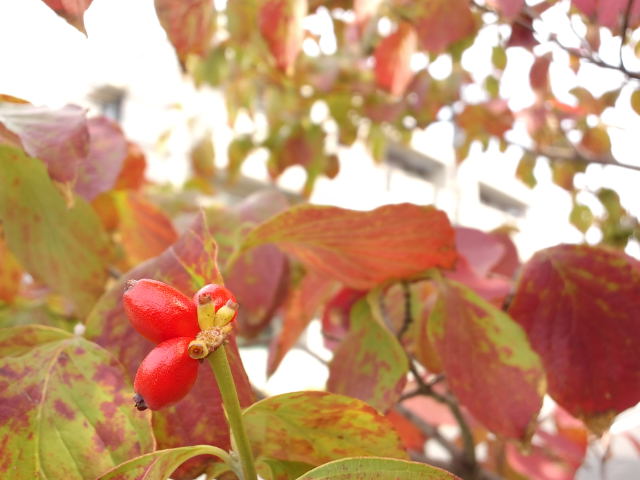 f0077595_20121.jpg