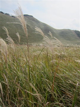 c0145209_9125396.jpg