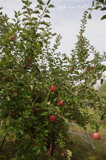 f0233410_955136.jpg