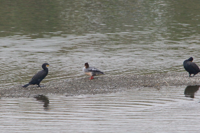 公園の鳥達（2011年10月13日）_f0235311_1744042.jpg