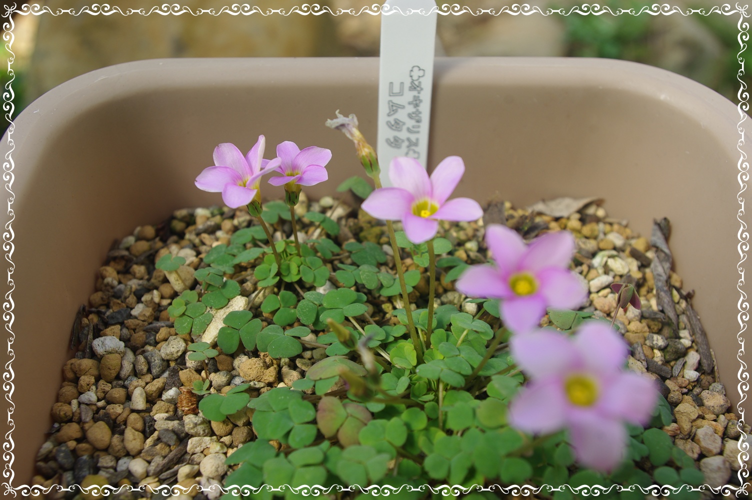 薄いピンクのｵｷｻﾞﾘｽ 初恋 ｺﾑﾀﾀ ｿﾌｨｱ ｶﾌﾟﾘﾅ ﾍﾟﾝﾀﾛｰｽﾞ ﾊﾟﾙﾏﾋﾟﾝｸ 花 わ ん こ