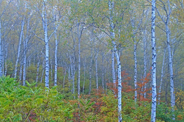 c0104227_8114193.jpg