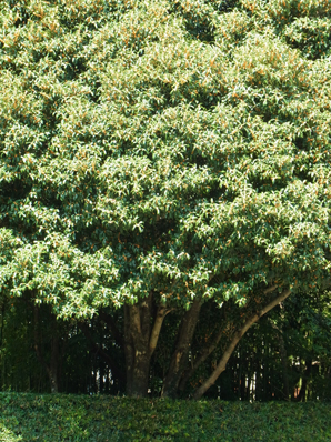 大木に成長した金木犀 Fragrant Orange Colored Olive 素人写人 雑草フォト爺のブログ 大木に成長した金木犀 Fragrant Orange Colored Olive 素人写人 雑草フォト爺のブログ