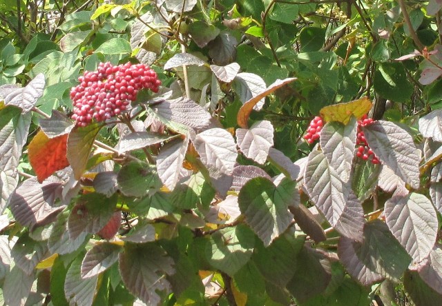 e0172840_17215796.jpg