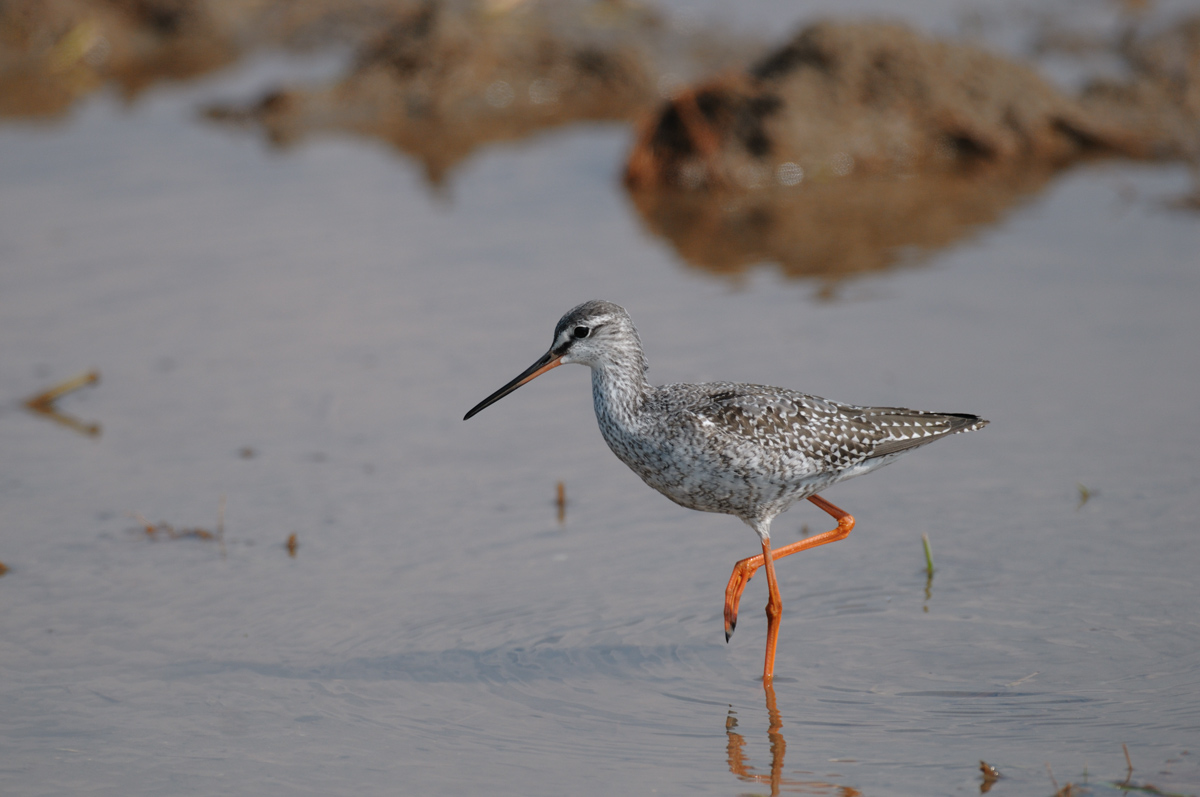 ２０１１年１０月の鳥たち_a0039245_191835.jpg