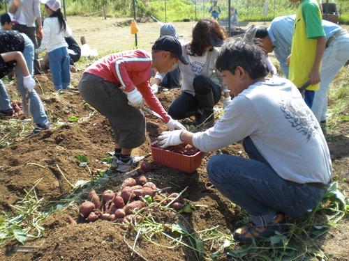 サツマイモの収穫_f0079749_2039883.jpg