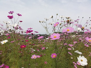コスモスの花_a0084753_1204150.jpg