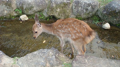 東大寺南大門前　鹿屋さん_e0116155_23463699.jpg